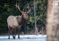 Bull Elk, Banff National Park