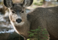 Female Mule Deer, Banff