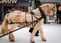 This horse decked in sleigh bells was hard at work