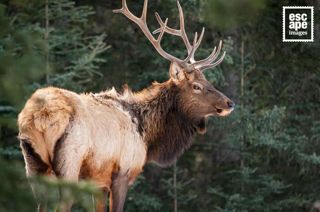 Bull Elk Banff